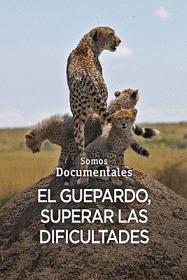 Somos Documentales - El guepardo, superar las dificultades