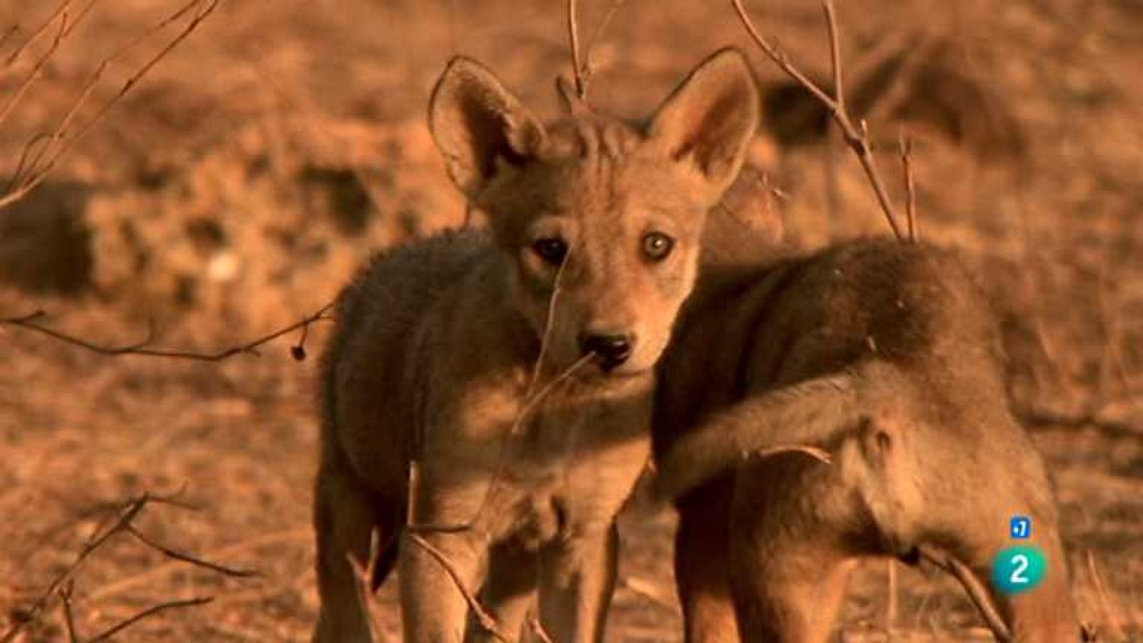 Grandes documentales - Los lobos del desierto de La India - Ver ahora