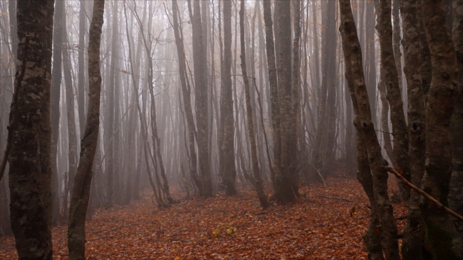 Italiana TV Magazine - Episodio 8 - ver ahora