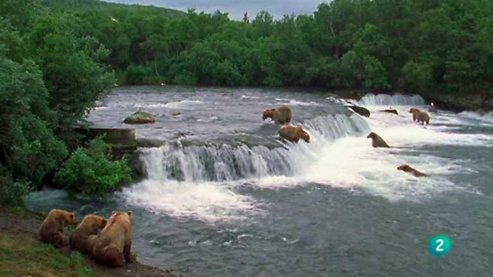 Grandes documentales - Mundo natural: Trampa mortal - Ver ahora