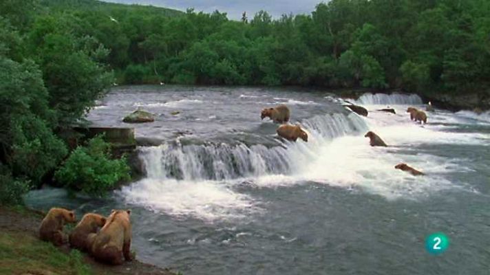 Grandes documentales - Mundo natural: Trampa mortal