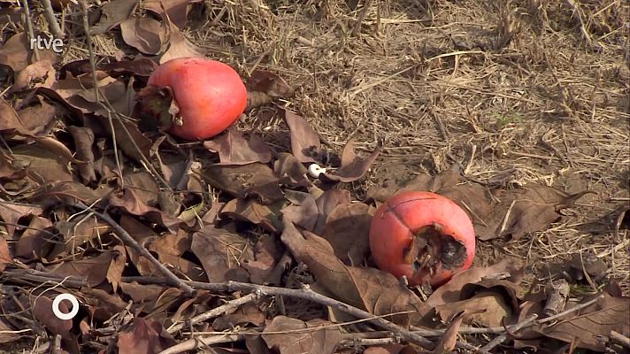 Agrosfera - Agrosfera - 16/11/24