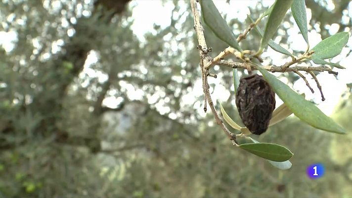 Les DANES provoquen danys als cítrics i oliveres