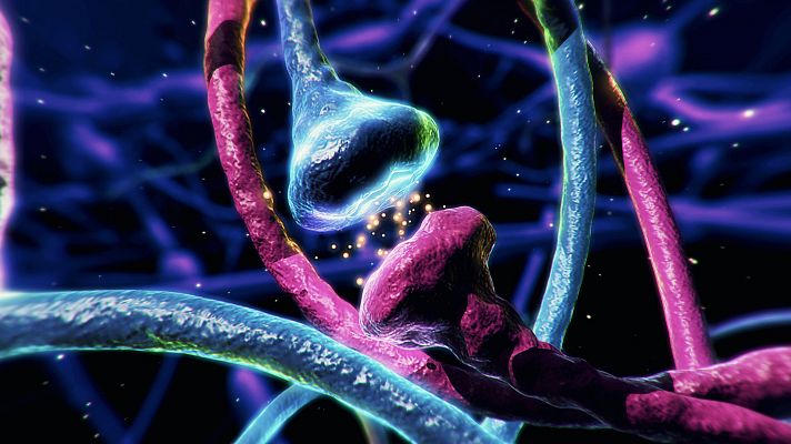 Conexión hormonas cerebro en Saber Vivir