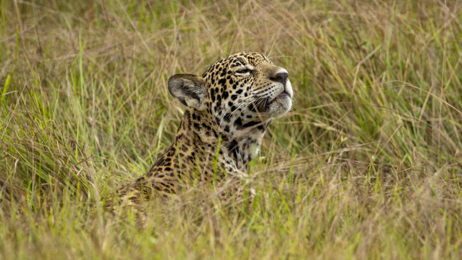 Los recién llegados de la naturaleza - Episodio 1: Frida, el cachorro de jaguar