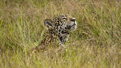 Los recin llegados de la naturaleza - Episodio 1: Frida, el cachorro de jaguar - ver ahora