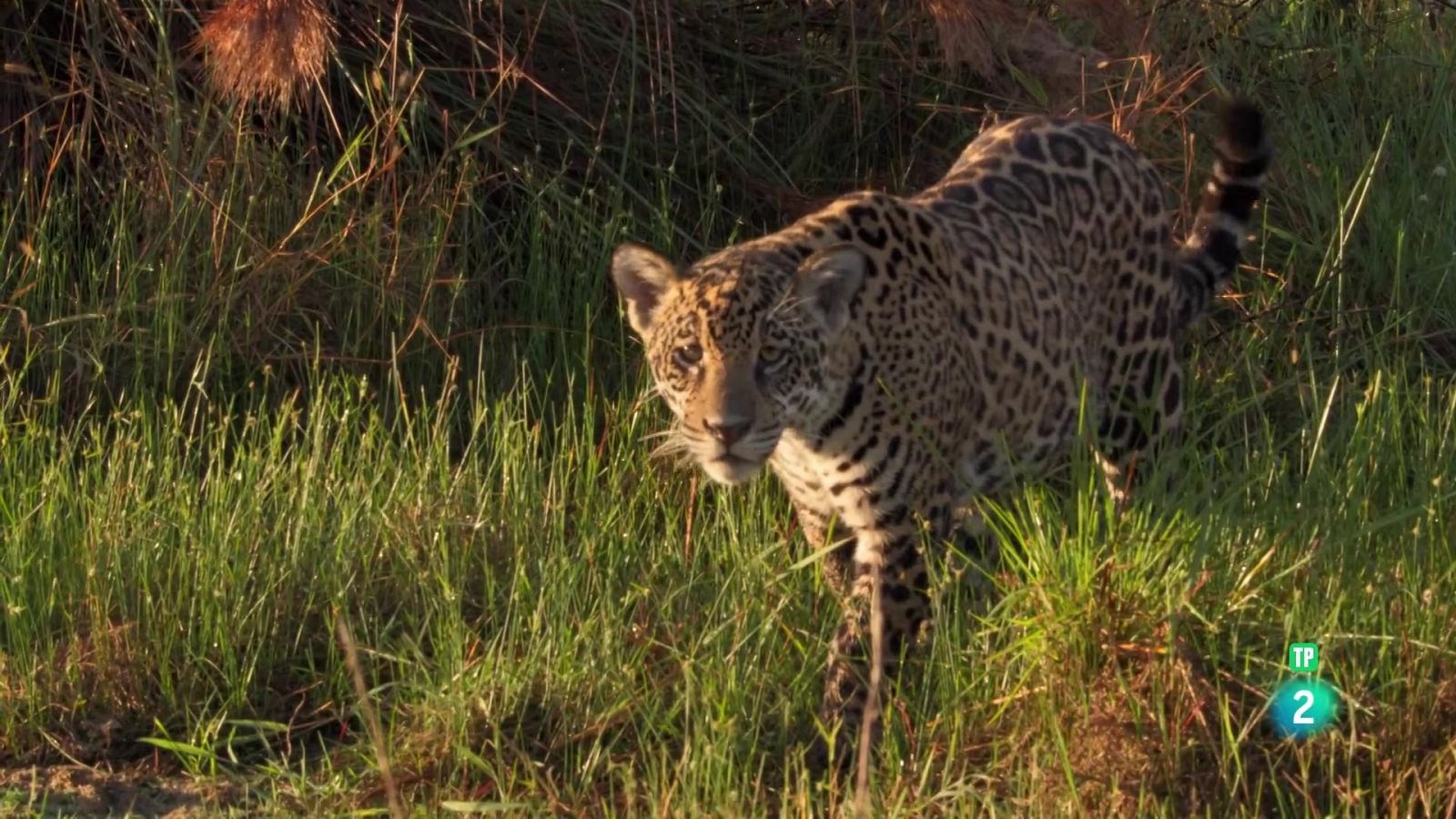 Els nouvinguts de la naturalesa - Grans Documentals