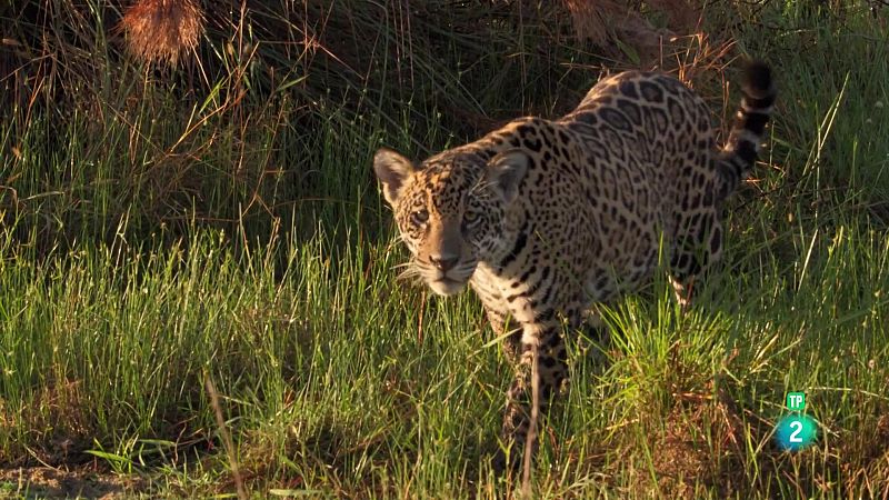 Grans Documentals - Els nouvinguts de la naturalesa: Frida, el cadell de jaguar - Veure ara