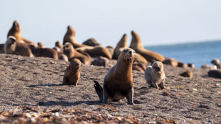 Los recién llegados de la naturaleza - Episodio 2: Lola, la cría de lobo marino