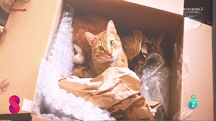 Somos 8 - Somos 8 - 19/11/2024