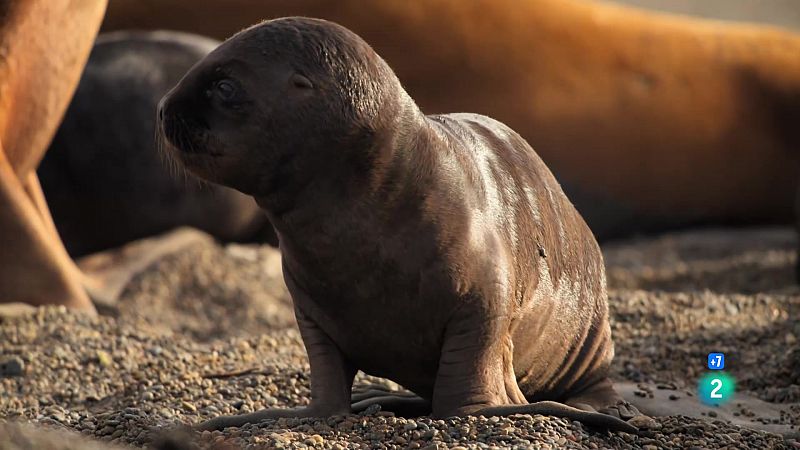 Grans Documentals - Els nouvinguts de la naturalesa: Lola, la cria de llop mar - Veure ara