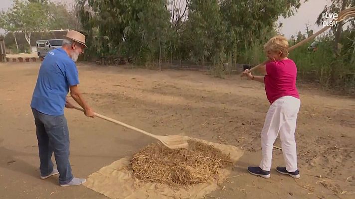 L'altaveu - La "Chelo exploradora" va a Deltebre per obtenir arròs