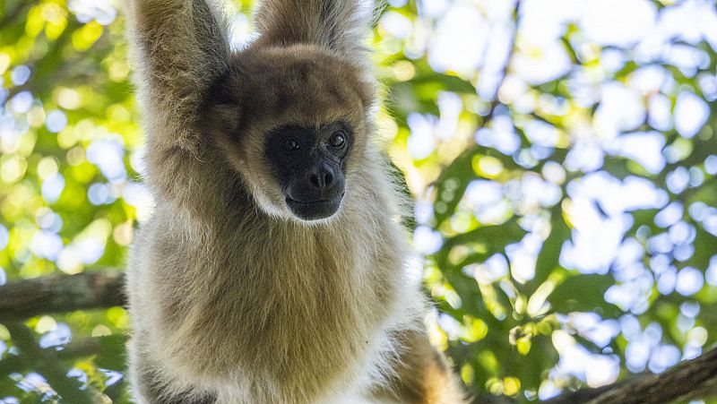 Los recién llegados de la naturaleza - Episodio 3: Dora, la bebé muriquí - ver ahora