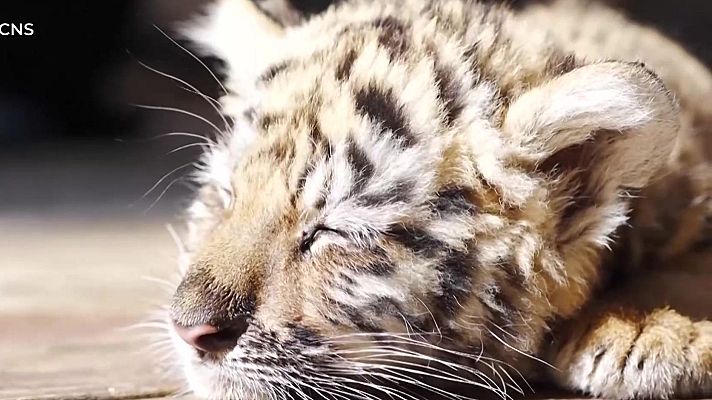 Aquí la Tierra - Tigres siberianos