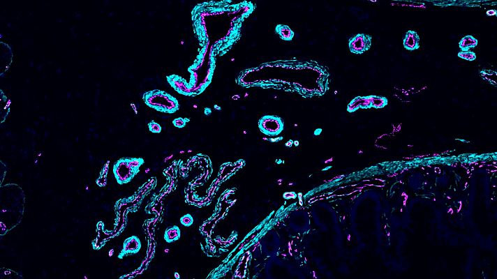 Telediario 2 - Científicos avanzan hacia un "Google Maps" de las células humanas