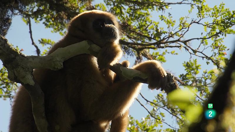 Grans Documentals - Els nouvinguts de la naturalesa: Dora, la cria de muriqu - Veure ara