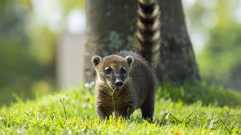 Los recién llegados de la naturaleza - Episodio 4: Thiago, el pequeño coatí - ver ahora