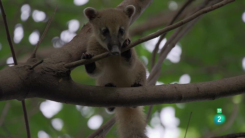 Grans Documentals - Els nouvinguts de la naturalesa: Thiago, el petit coat - Veure ara