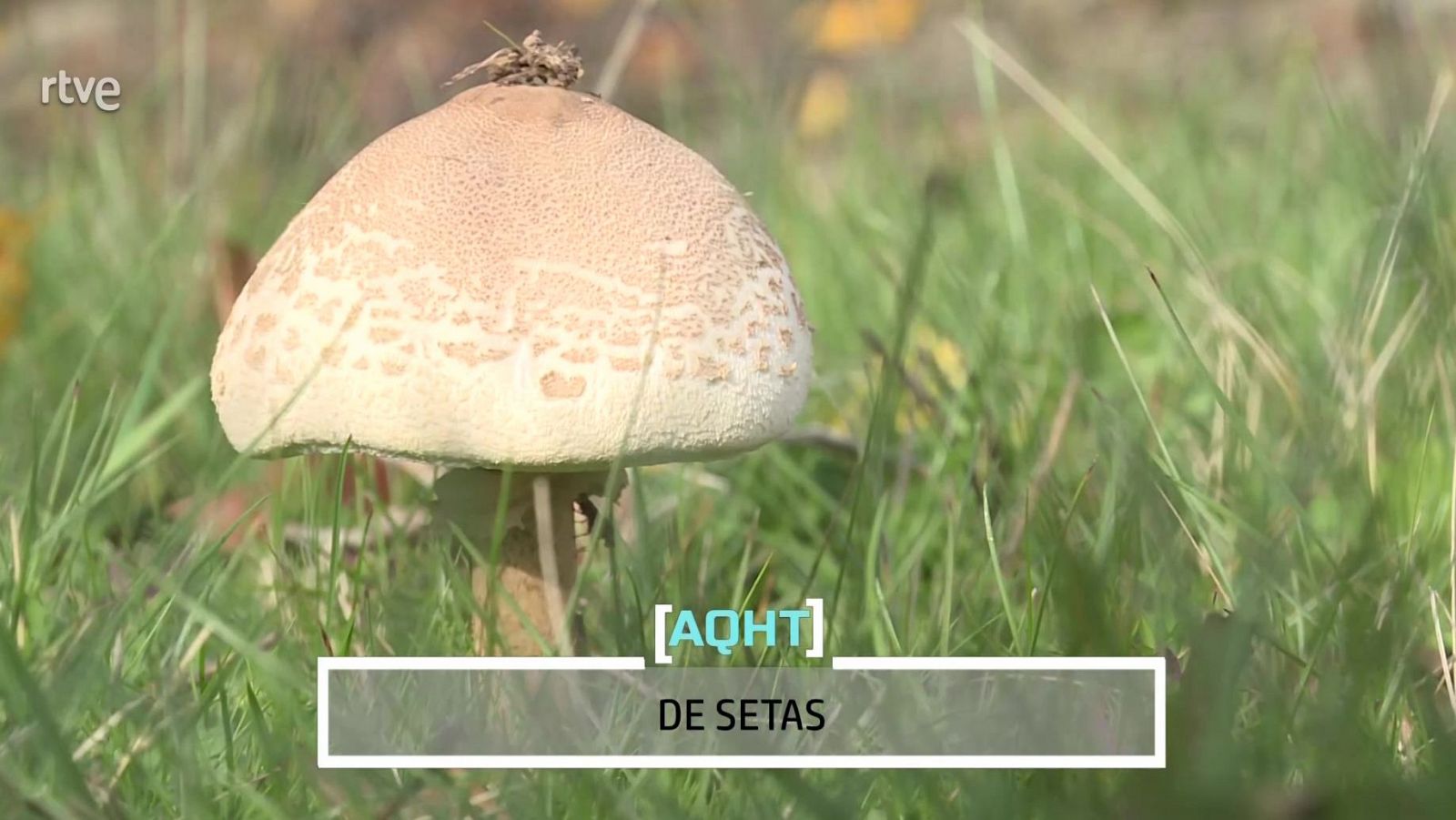 De setas - Aquí hay trabajo | Ver