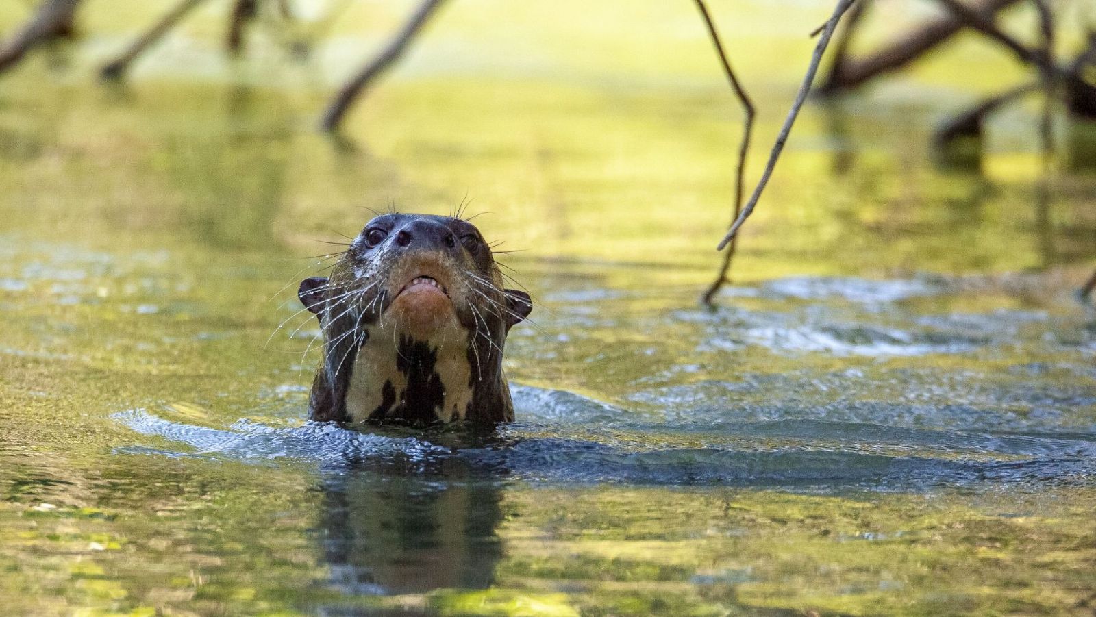 Los recién llegados de la naturaleza - Episodio 5: Río, la cría de nutria gigante