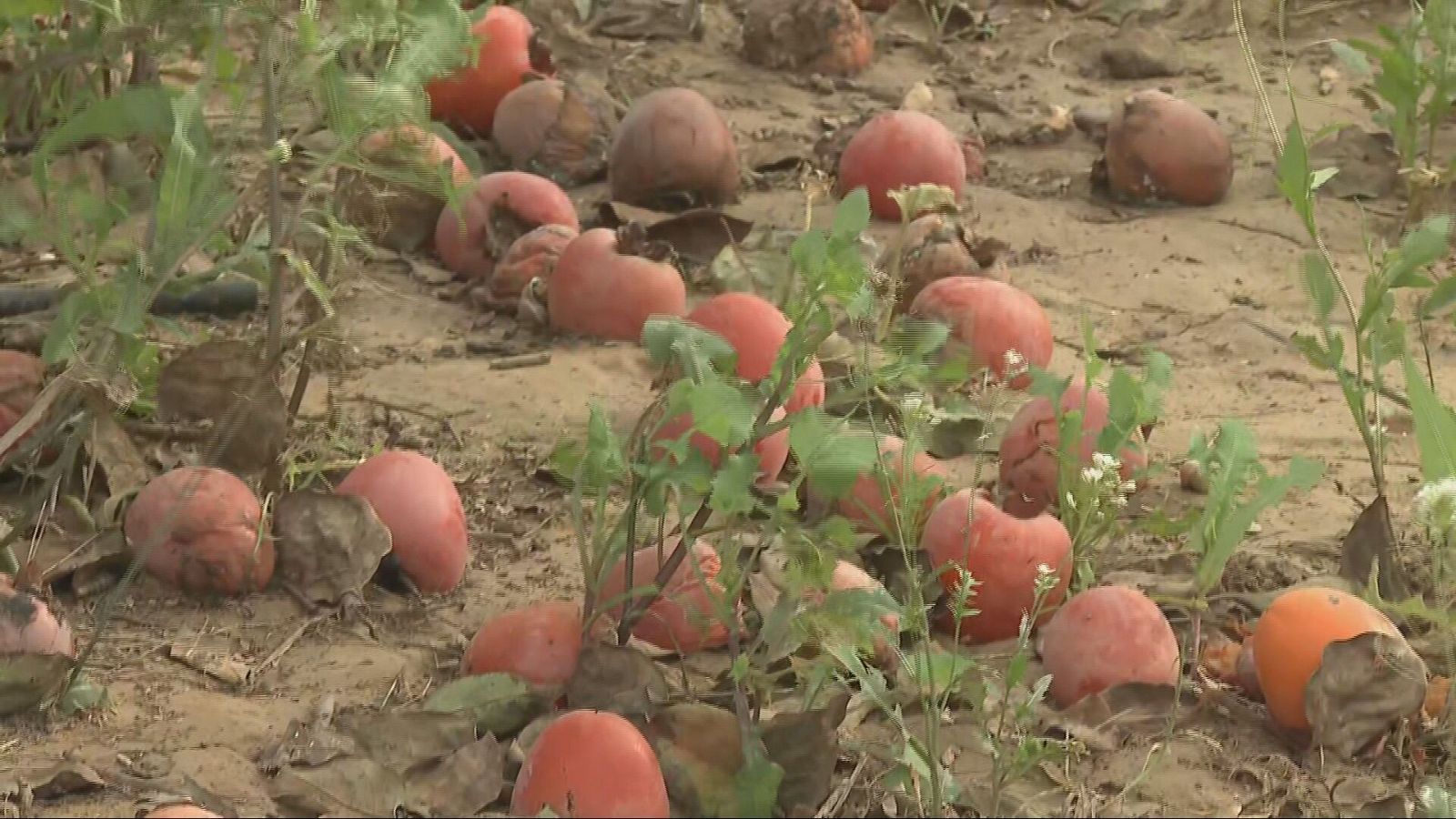 Agrosfera - 23/11/24 - ver ahora