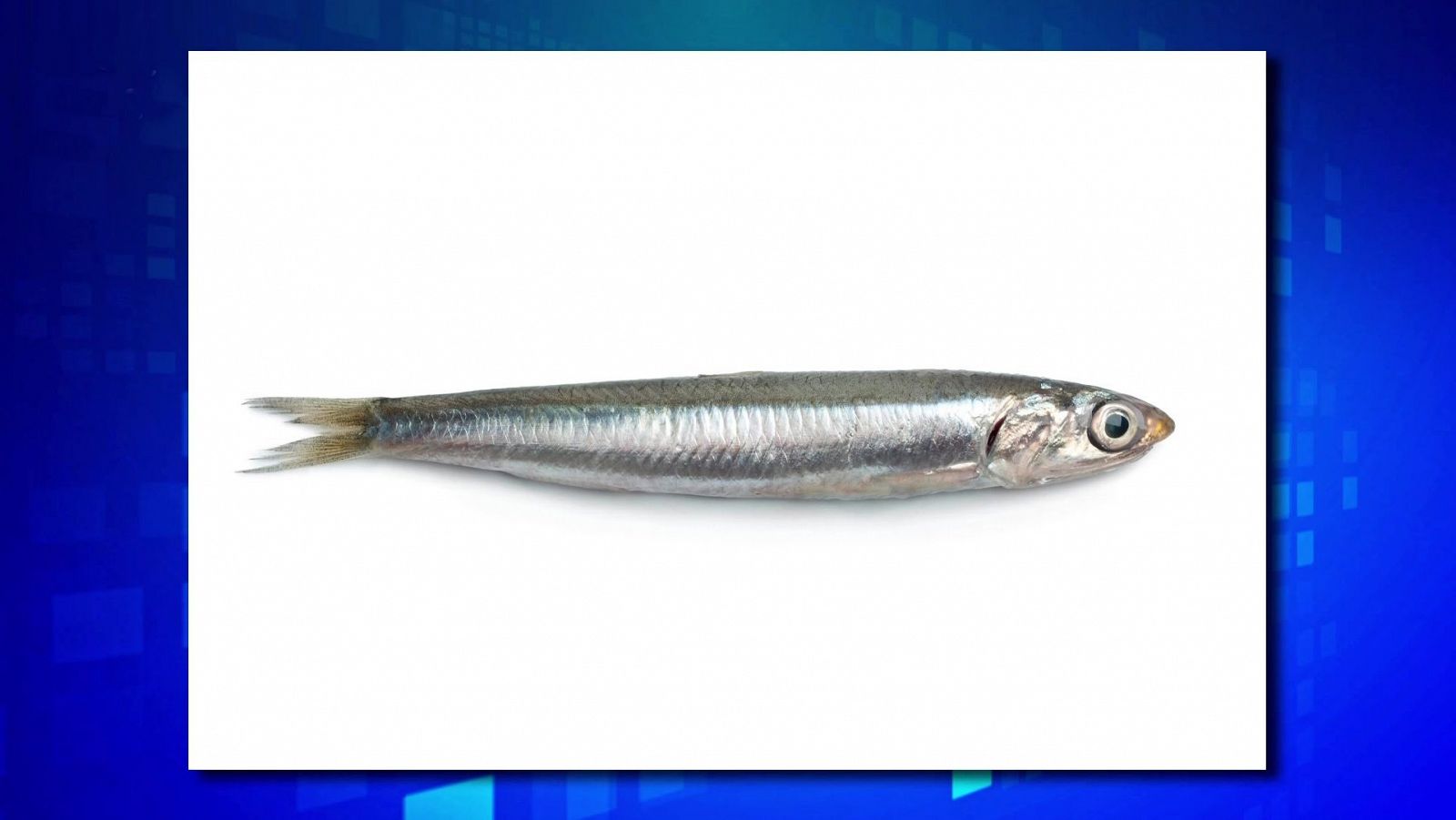 Saber y ganar. Edición de fin de semana - 24/11/24 - ver ahora