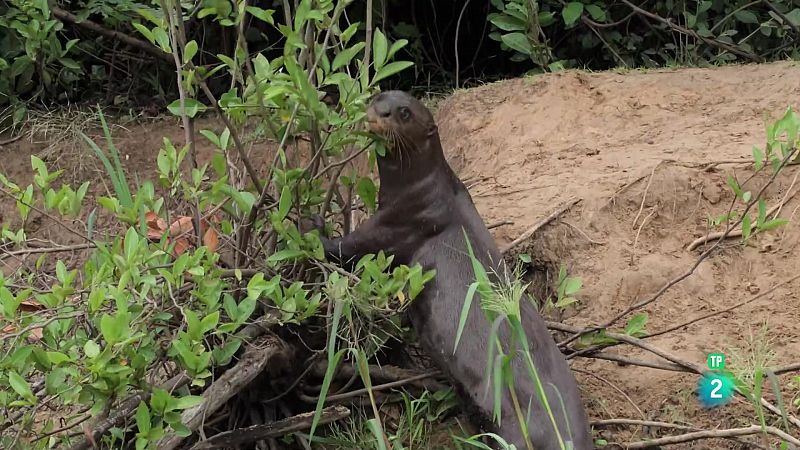 Grans Documentals - Els nouvinguts de la naturalesa: Rio, la cria de lldria - Veure ara