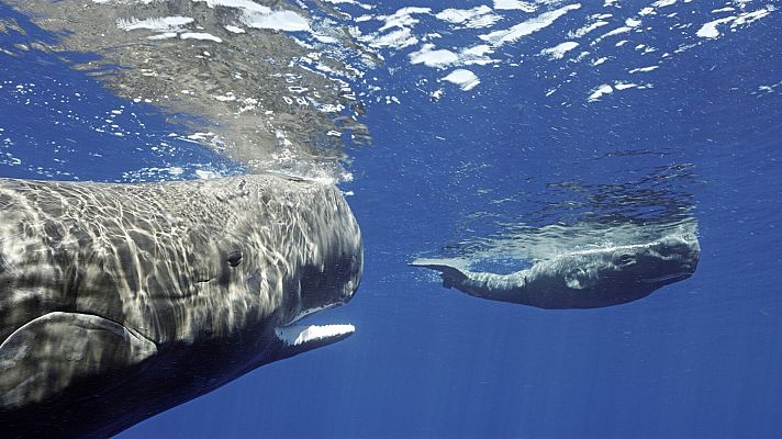 Espiando en el océano - Pensamientos