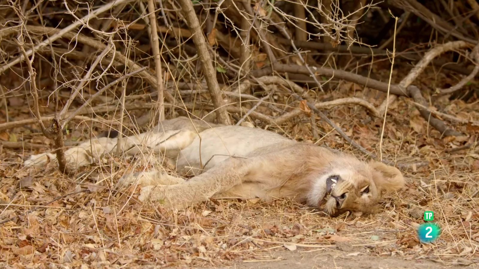 Zàmbia salvatge: Safari CSI - Grans Documentals