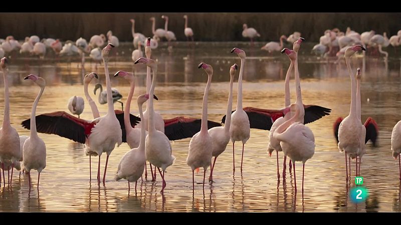 Grans Documentals - El Mediterrani, la vida sota setge: Vellesa i renaixement - Veure ara