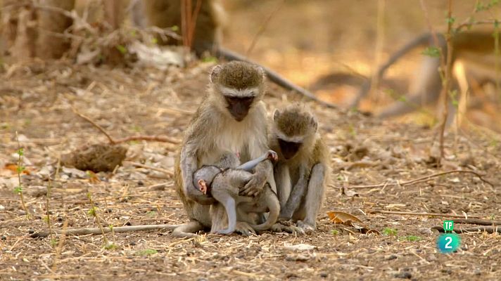 Som Documentals - Zàmbia salvatge: La tropa del bosc