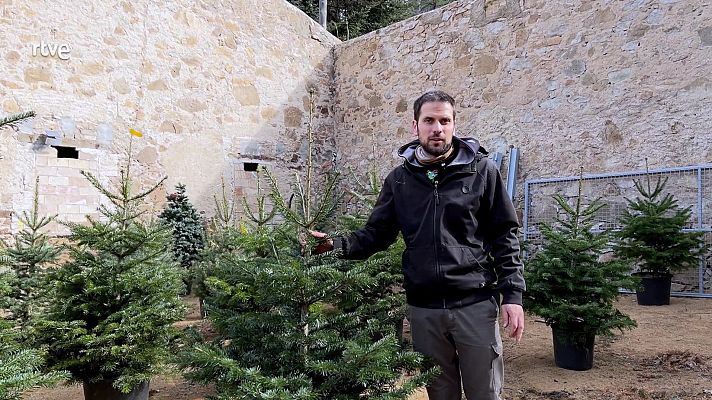 Va de verd - L'avet i la ponsètia