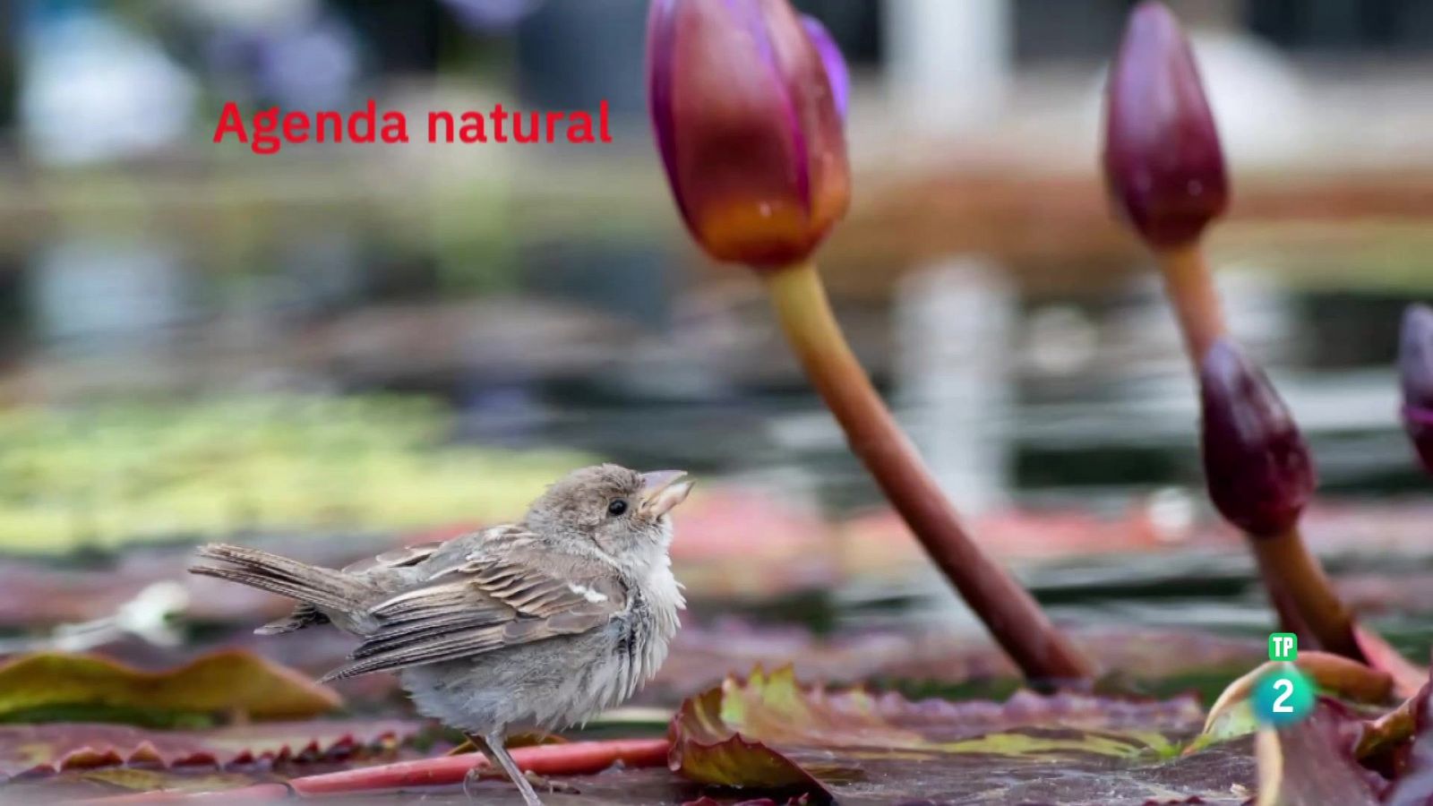 Agenda natural | Ver