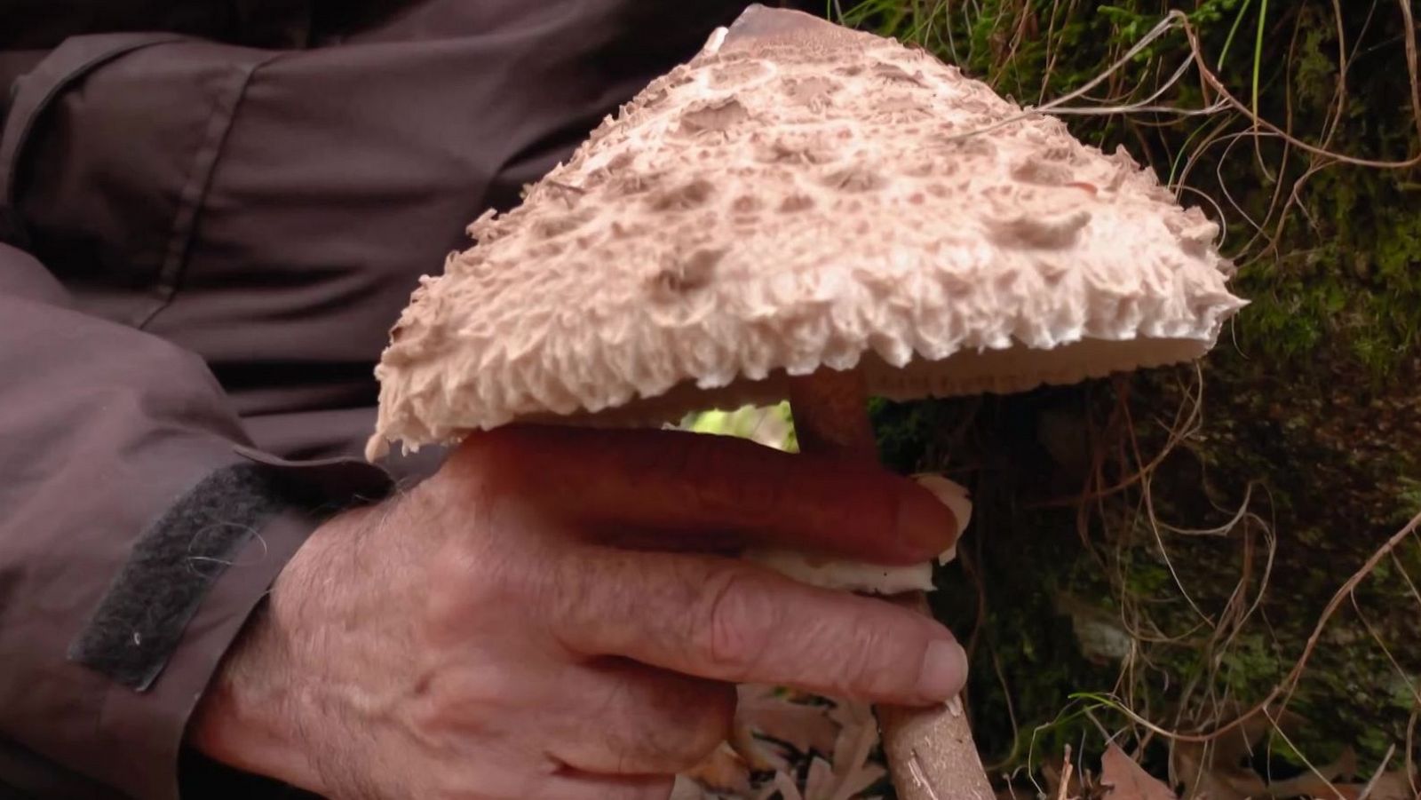 Juan en el reino de los hongos - Aquí la Tierra | Ver