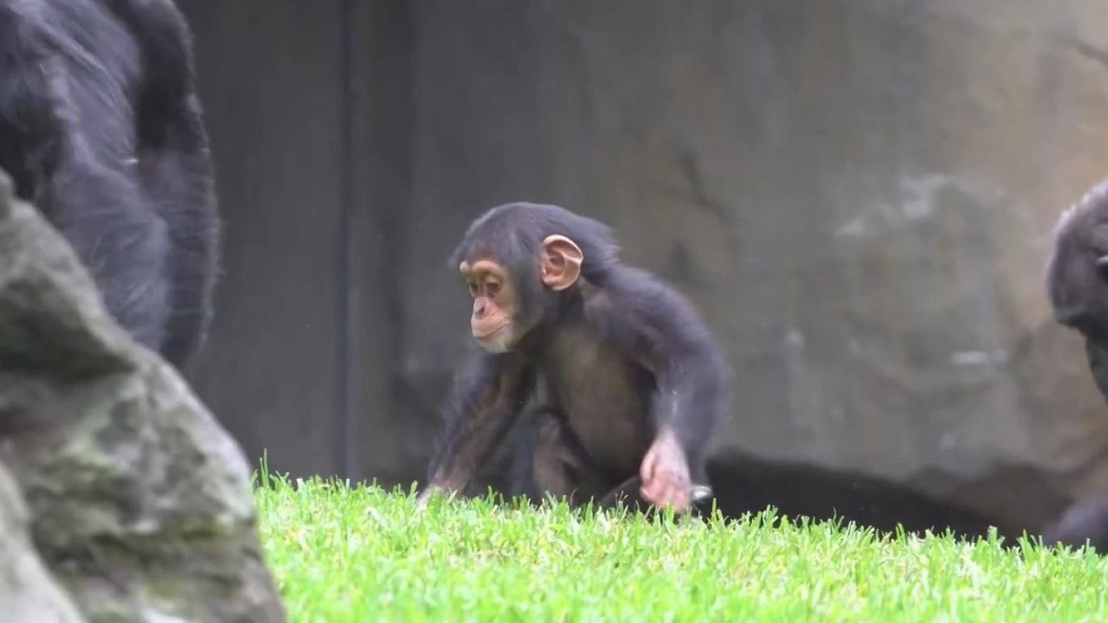 La monita Cala cumple diez meses - Aquí la Tierra | Ver