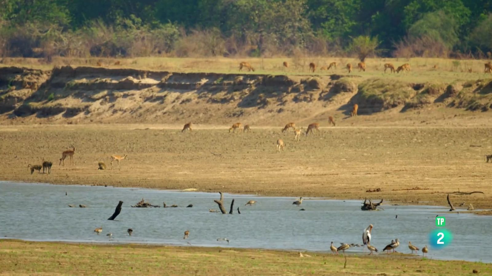 Grans Documentals - El viatge de la vida: Lliçons de vida - Veure ara