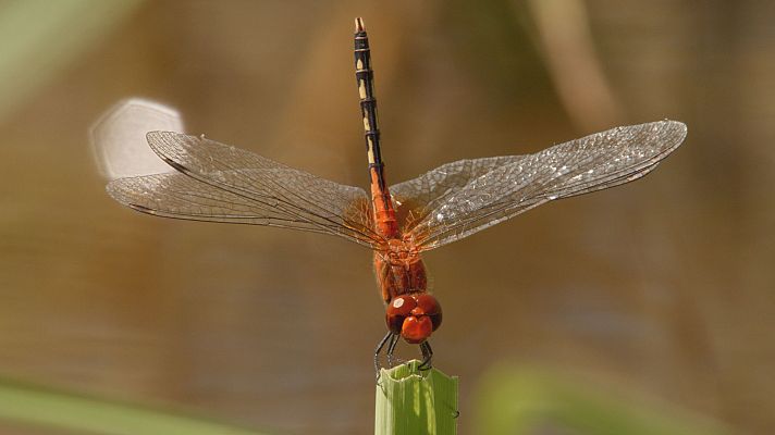 El viaje de la vida - Legados vitales