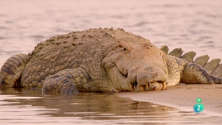 Som Documentals - El viatge de la vida: Llegats vitals