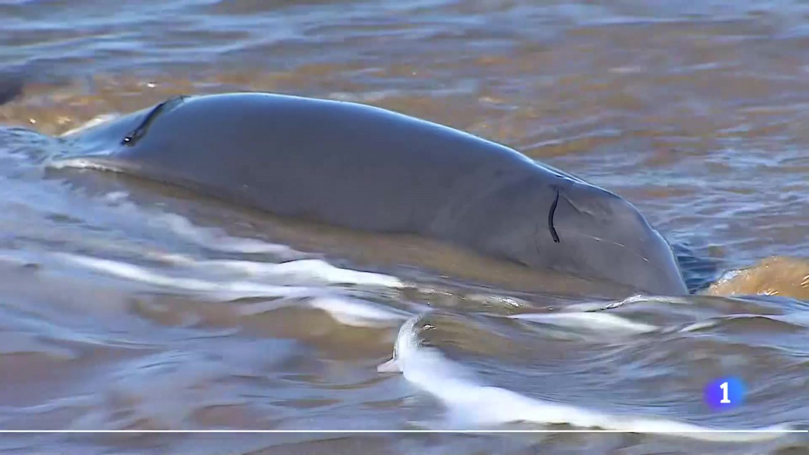 Asturias en 2' - 28/11/24 | Ver