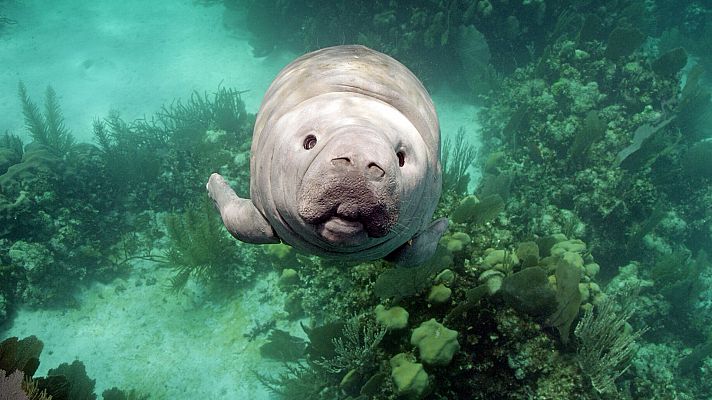 Espiando en el océano - Sentimientos