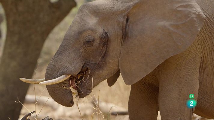 Som Documentals - Zàmbia salvatge: Chilena i el seu germà