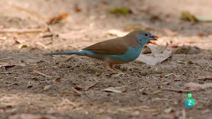 Som Documentals - Zàmbia salvatge: La vall dels ocells