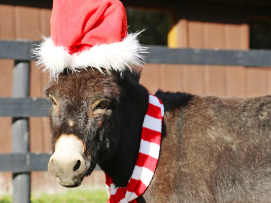 'El Burrito Sabanero' se convierte en la canción de las Navidades del 2024