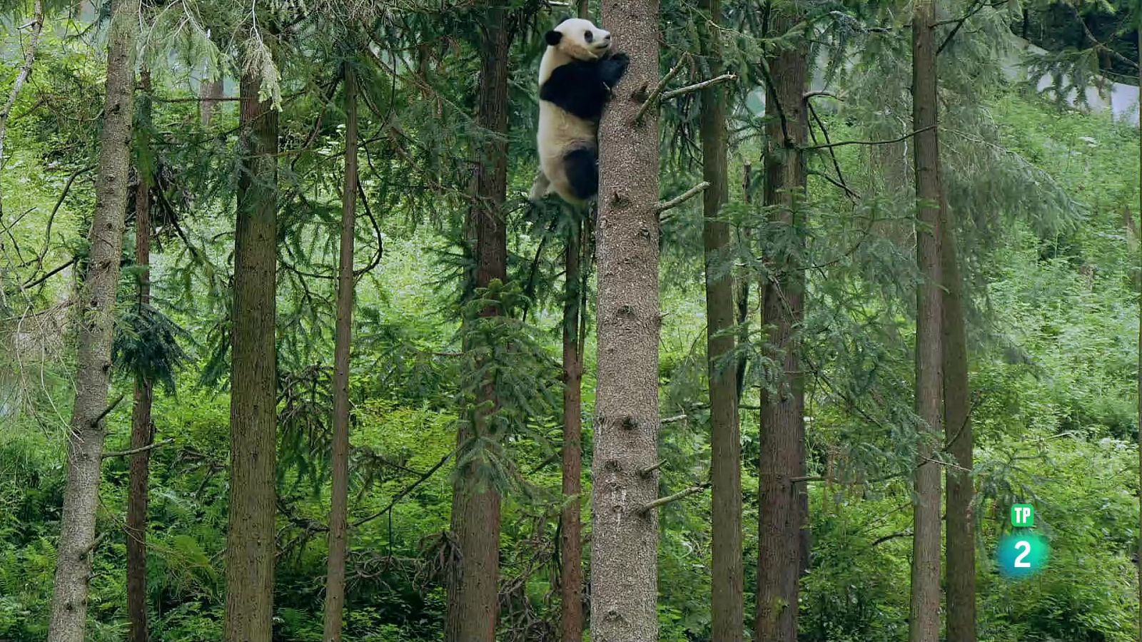 Quatre estacions al regne de l'os panda - Grans documentals