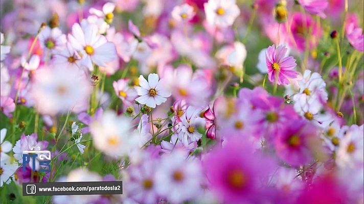 Para todos La 2 - Para todos La 2 - 07/12/24