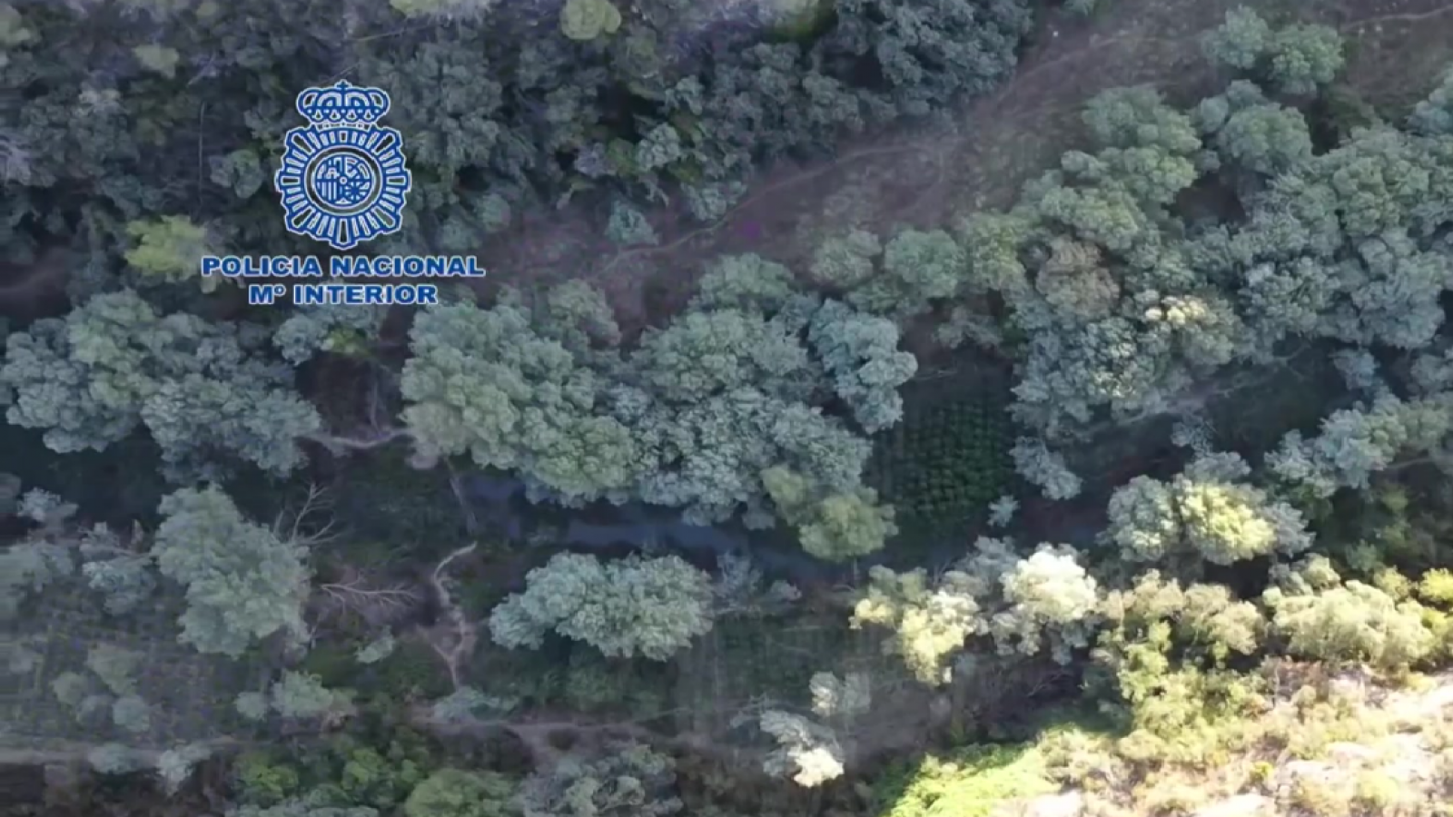 El auge de los narcobosques: macroplantaciones en zonas forestales y montañosas | Ver