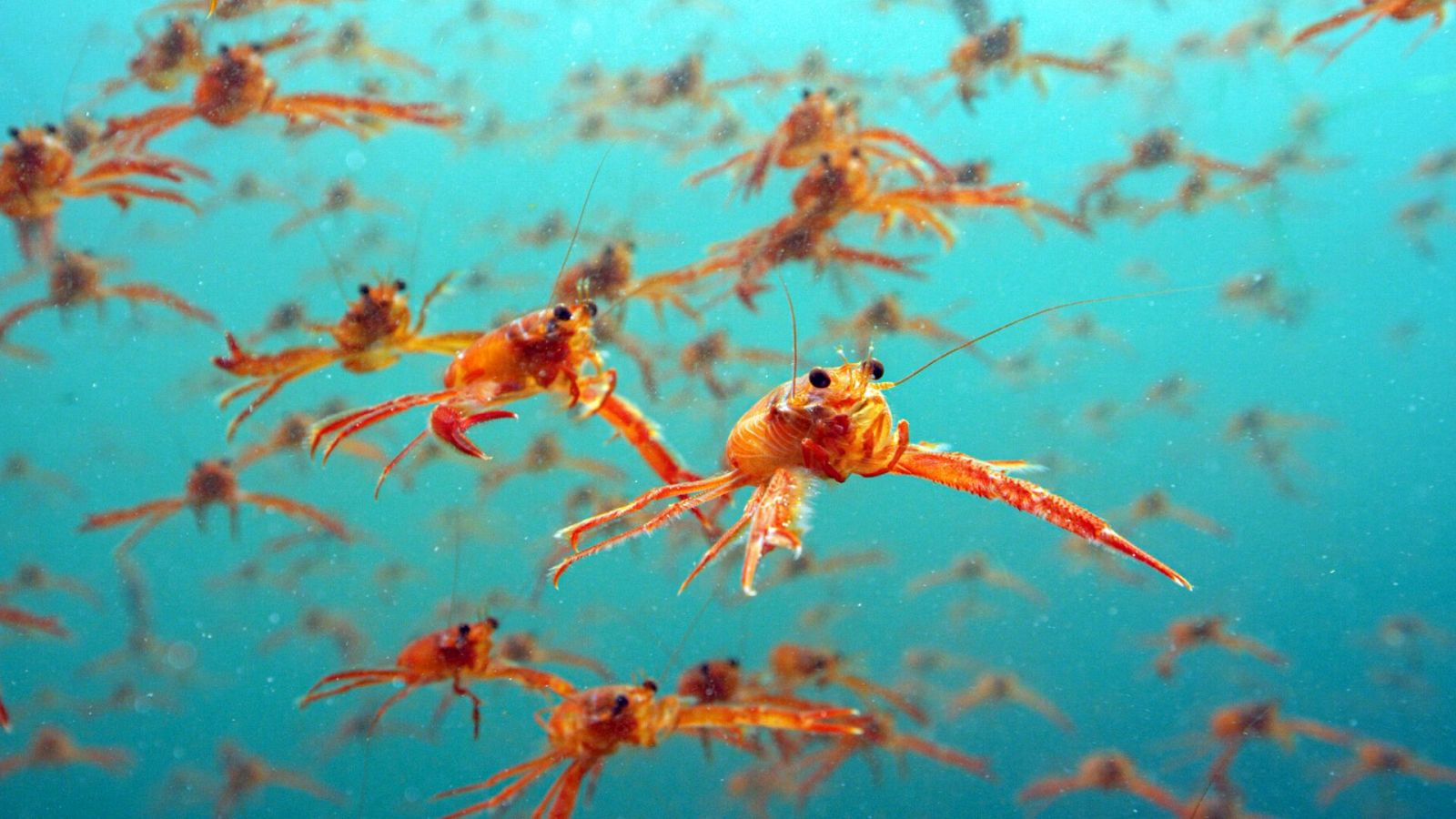 Espiando en el océano - Episodio 3: Relaciones - ver ahora