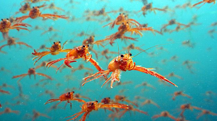 Espiando en el océano - Relaciones