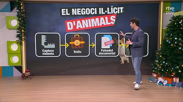 L'altaveu - Desapareixen sis gossos border collie a Girona