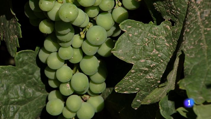 Informativo Telerioja - Informativo Telerioja - 11-12-2024